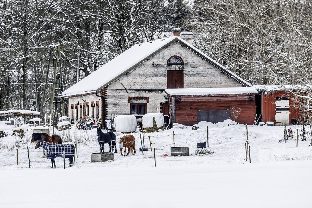 Horse portrait at Karlvik Ranch