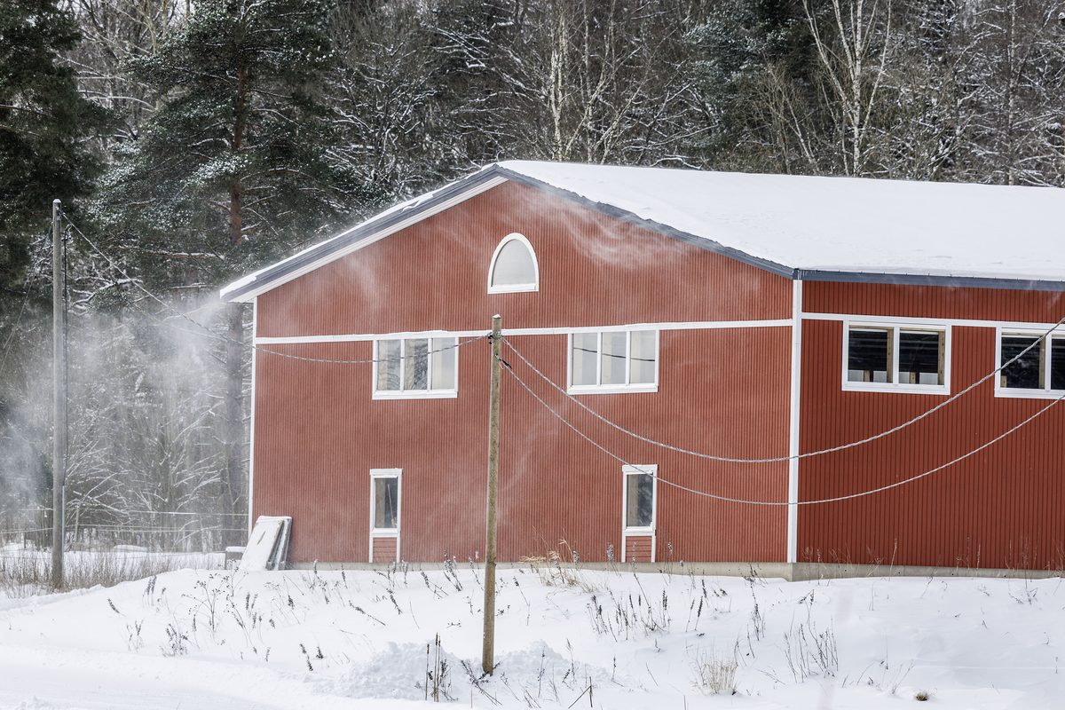 Horse close-up at Karlvik Ranch